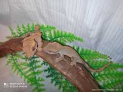 Малыши бананоеды. Correlophus ciliatus. 2