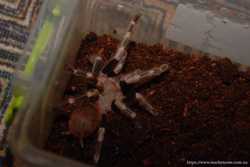 Паук красавчик нанду хроматус, пауки птицееды от 4 см 3