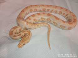 Тигровый питон. Альбинос. Python molurus albino. 3