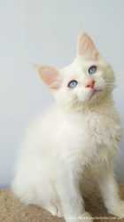 Красивейшие котята Мейн-кун 2