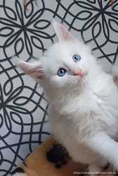 Мальчик голубоглазый мейн кун, белый солид , клубный котенок, подарок 2