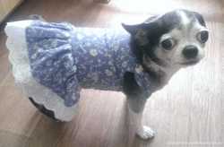 Платье для собаки мелких пород 1