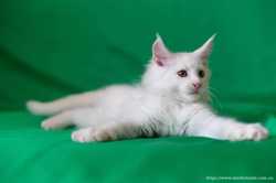 мальчик котенок мейн кун белый 3