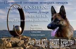 Дрессировка собак в Донецке, выгул, хэндлинг (подготовка к выставкам), помощь при вязках. 1