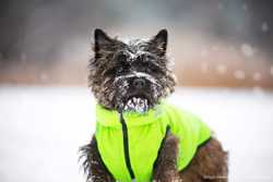 Двусторонняя курточка для собак Airy Vest cалатово-голубая M45, желто- 2