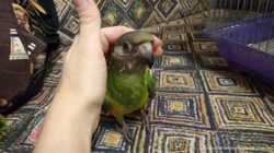 Сенегальский длиннокрылый попугай. Сенегал. Ручной малыш. Poicephalus  3