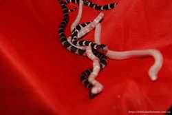 Молочные змеи, калифорнийская королевская змея, разные морфы 3
