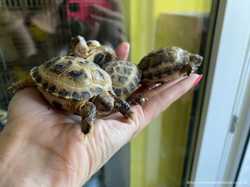 Черепаха Среднеазиатская сухопутная для домашнего содержания 2