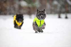 Двусторонняя курточка для собак Airy Vest cалатово-голубая S30, желто- 3