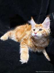 Чистокровный котенок Мейн-кун мальчик красный мрамор