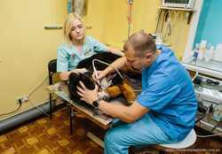 Ветеринарная клиника «Айболит» г. Чернигов 2