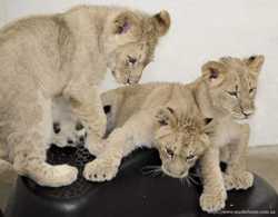 Львенок 2 месяца, львята самки и самцы