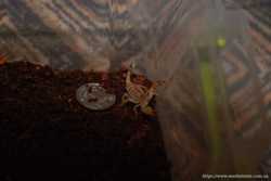 Маленький скорпион для любителей и начинающих террариумистов 3