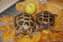 Большые сухопутные степные черепахи (среднеазиатские) 3