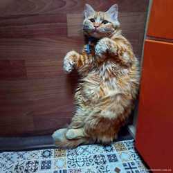 Котята Мейн- кун: рыжие комочки счастья в ваш дом 3