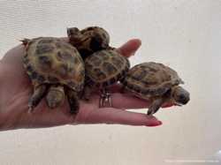 Черепаха Среднеазиатская сухопутная для домашнего содержания 3