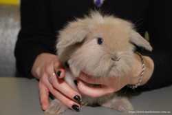 Продам декоративного кролика баранчика вислоухого