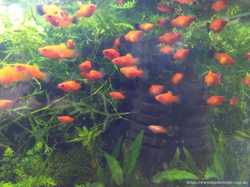 Аквариумные рыбки Пецилия (Red Platy, Red Wagtail Platy) 3