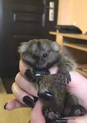 Ручная обезьяна игрунка обезьянка мармозетка мини мартышка примат домашний 6
