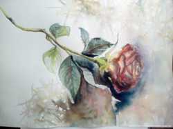 Картина акварелью ,,Роза"  1