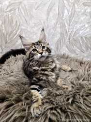 Настоящий чистокровный мраморный котенок девочка Мейн-кун 3