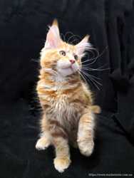 Чистокровный котенок Мейн-кун мальчик красный мрамор 3