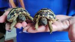 Черепашки малыши, балканская черепаха