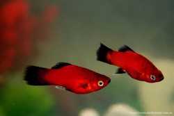 Аквариумные рыбки Пецилия (Red Platy, Red Wagtail Platy) 2