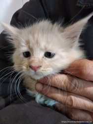 Продам котят породы Мей- кун 2