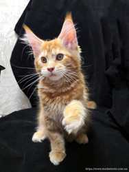 Чистокровный котенок Мейн-кун мальчик красный мрамор 2
