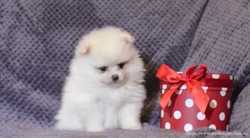 Продаётся щенок мини мишка померанский шпиц мальчик возраст 2 месяца 2