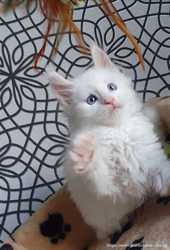 Мальчик голубоглазый мейн кун, белый солид , клубный котенок, подарок