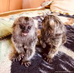 Ручная обезьяна игрунка обезьянка мармозетка мини мартышка примат домашний 7