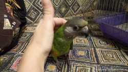 Сенегальский длиннокрылый попугай. Сенегал. Ручной малыш. Poicephalus 