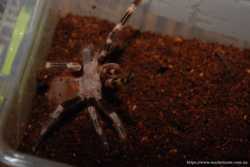 Паук красавчик нанду хроматус, пауки птицееды от 4 см 2
