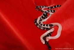 Молочные змеи, калифорнийская королевская змея, разные морфы