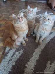 Котята Мейн- кун: рыжие комочки счастья в ваш дом 2