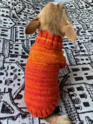 свитерок на собачку маленьких пород чихуахуа 2