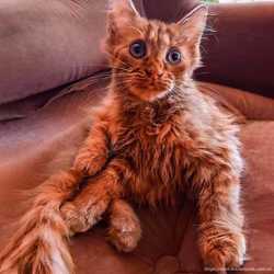 Котята Мейн- кун: рыжие комочки счастья в ваш дом