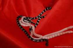 Молочные змеи, калифорнийская королевская змея, разные морфы 2
