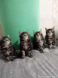 Мейн-куни /кошенята Мейн кун /котята /кішки Мейн-куни /коти гіганти/ 1