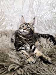 Настоящий чистокровный мраморный котенок девочка Мейн-кун