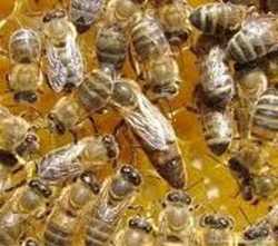 Бджоломатки 1
