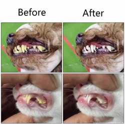 Зубная щётка для собак и кошек. 2