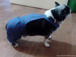 Летний комбинезон - шорты для собаки 3