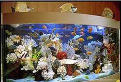 Установка обслуживание аквариумов. морские и пресные 3