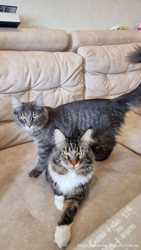 Доступны к брони Maine coon котята от родителей класса breed. Украина