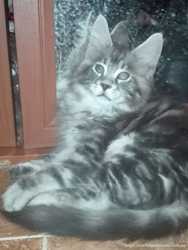 Красивые коты мейн-кун, 2 месяца