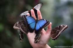 Живая бабочка Морфо! 2