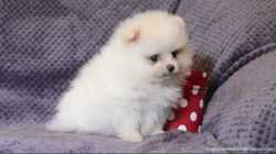 Продаётся щенок мини мишка померанский шпиц мальчик возраст 2 месяца 3